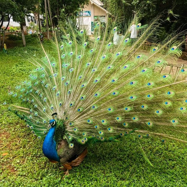 雲南昆明親子必去玩樂景點🏮昆明動物園