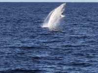 鯨魚出沒海面震撼時刻🐋  