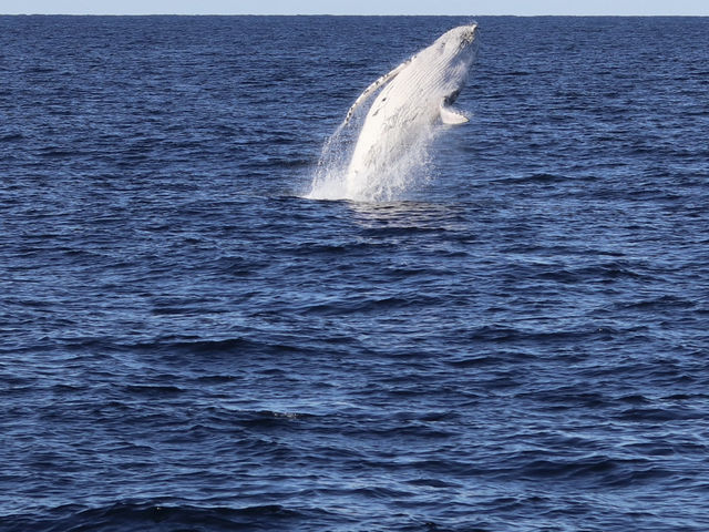鯨魚出沒海面震撼時刻🐋  