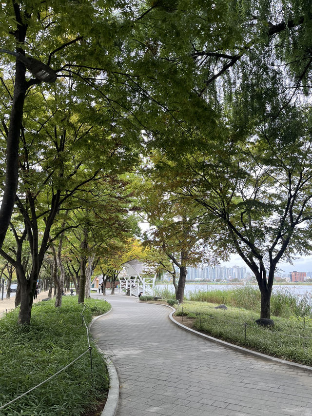 가을 감성 가득한 대구 수성못 🌾 반짝이는 호수 옆 갈대밭 산책코스