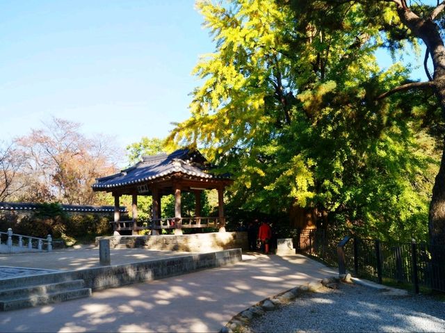 은행잎이 노랗게 물든 영주선비촌🍂가을 산책