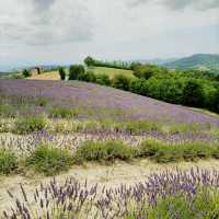 Solo in the Quiet Langhe: The Village of Sale San Giovanni