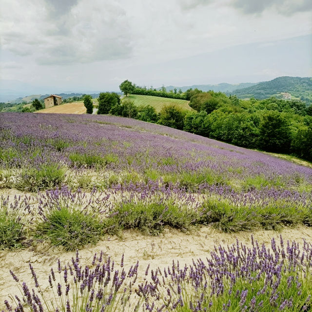 Solo in the Quiet Langhe: The Village of Sale San Giovanni