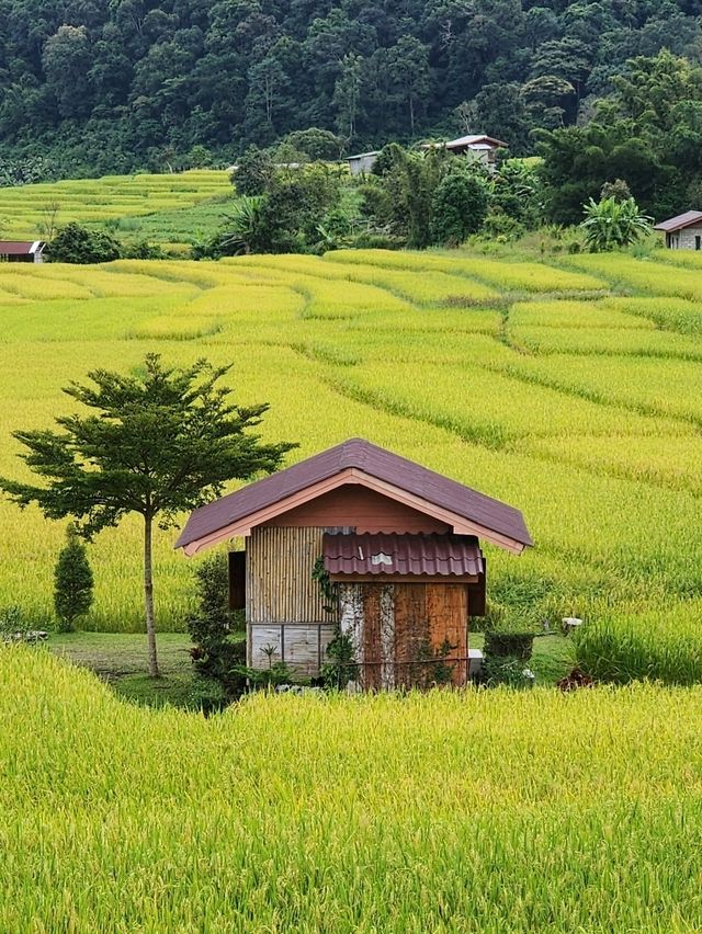 บ้านแม่กลางหลวง เชียงใหม่ The Dreamy Terraced Fields of Mae Klang Luang 🌾✨ บ้านแม่กลางหลวง เชียงใหม่ The Dreamy Terraced Fields of Mae Klang Luang 🌾✨