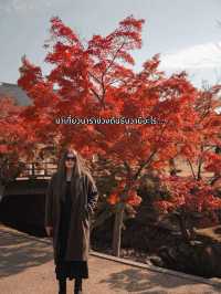 🍂 Autumn in Nara Park🍁🫎