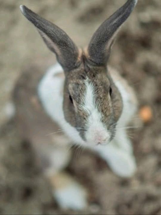 Stayed on a Kelong just off the island, took boat to visit, island seems abandoned now, went snorkelling,