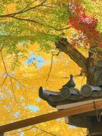 【奈良市】学問の神様も歌を詠んだ紅葉名所『手向山八幡宮』