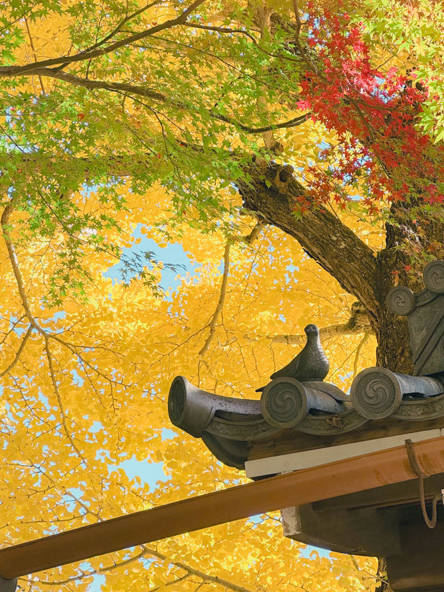 【奈良市】学問の神様も歌を詠んだ紅葉名所『手向山八幡宮』