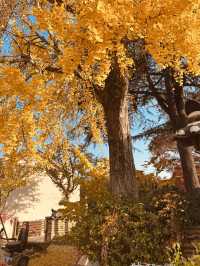 Historical Immersion and Unhurried Atmosphere