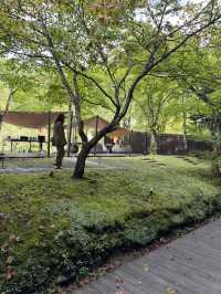 星野 奧入瀨溪流