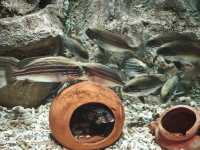 富國島珍珠樂園