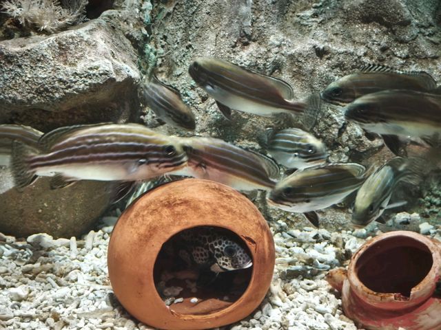 富國島珍珠樂園