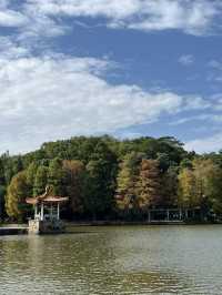 深圳秋日落羽松打卡|仙湖公園浪漫湖邊漫步🌲🍁