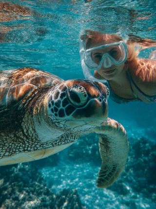 거북이를 무료로 볼 수 있는 곳