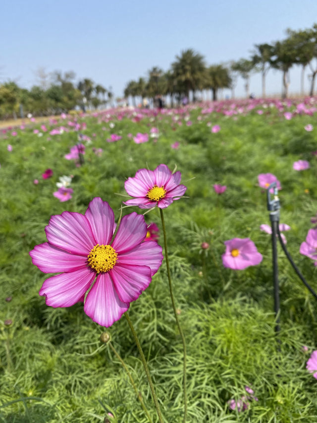 期間限定,去日月貝,別忘走上環島綠道看花海🌺🌸