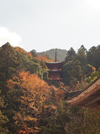 紅葉の夢散歩