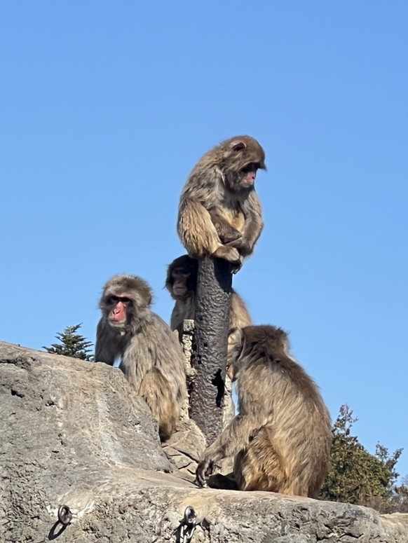 Ichikawa City Zoo and Botanica | Trip.com Ichikawa