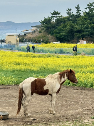 제주여행 : 산방산 인근 말타기 체험과 먹이주기 체험을 할 수 있는 곳 🐎