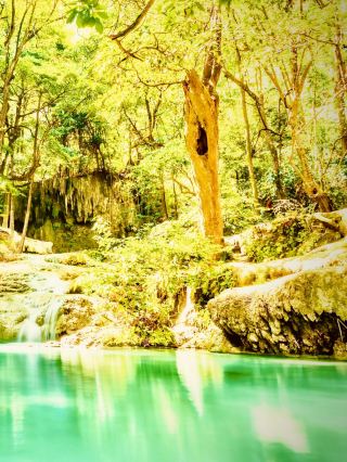 Belize Cockscomb Basin Jaguar Preserve Mossy Jungle Traileasytravelpost #CockscombBasin #JaguarRese