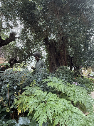 A Thousand Years of Stories: Meeting the Ancient Olive Trees at Flower Dome