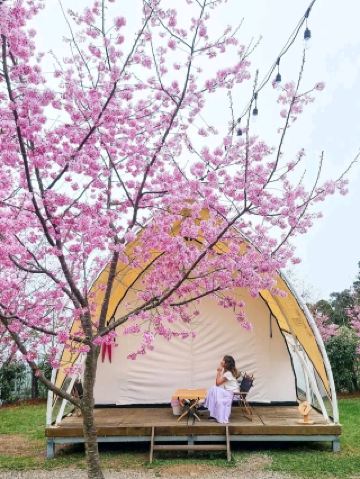 台灣的豪華露營