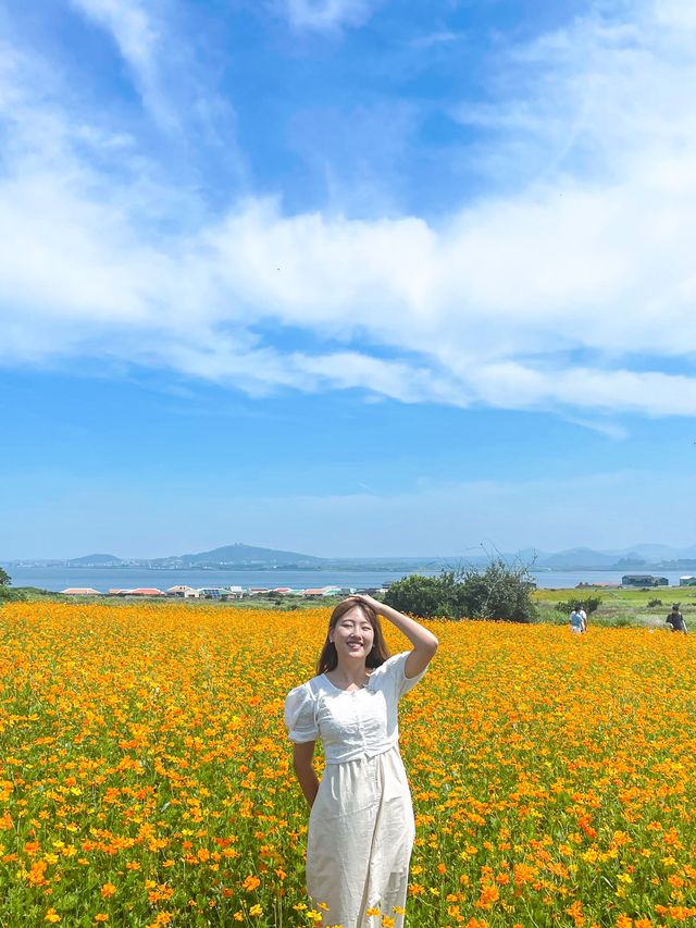 가파도 황화코스모스 명소인거 다 알아주세요🧡