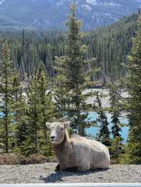 Calgary 8 Days Itinerary