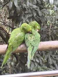 Birds of a feather @ Parque Nacional Das Aves: Foz Do Iguaçu