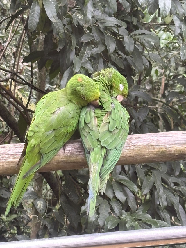 Birds of a feather @ Parque Nacional Das Aves: Foz Do Iguaçu