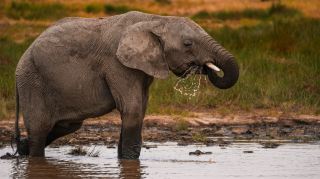 アルーシャ国立公園 日帰りサファリ ─ 野生動物、湖、そしてメルー山のアドベンチャー 🦒🏔️
