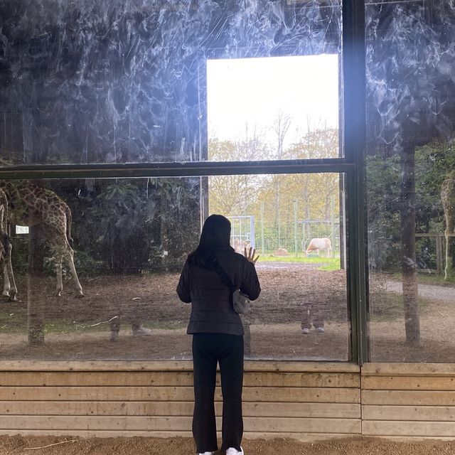 아일랜드 더블린 동물원, Dublin Zoo
