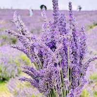 A Lavender Field near London💜