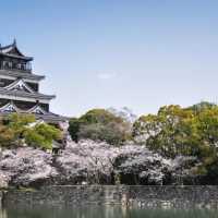 宮島和嚴島神社櫻花🌸