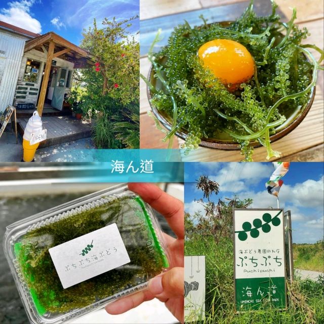 🌸海之道🌸親手採集海葡萄體驗