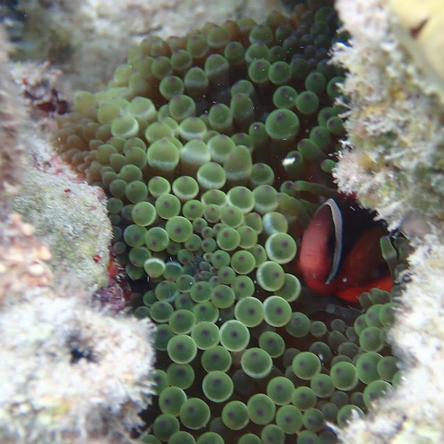 冲繩古座間味海灘