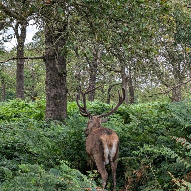🦌 與自然親密接觸！英國Richmond Park的鹿群奇遇 🌳