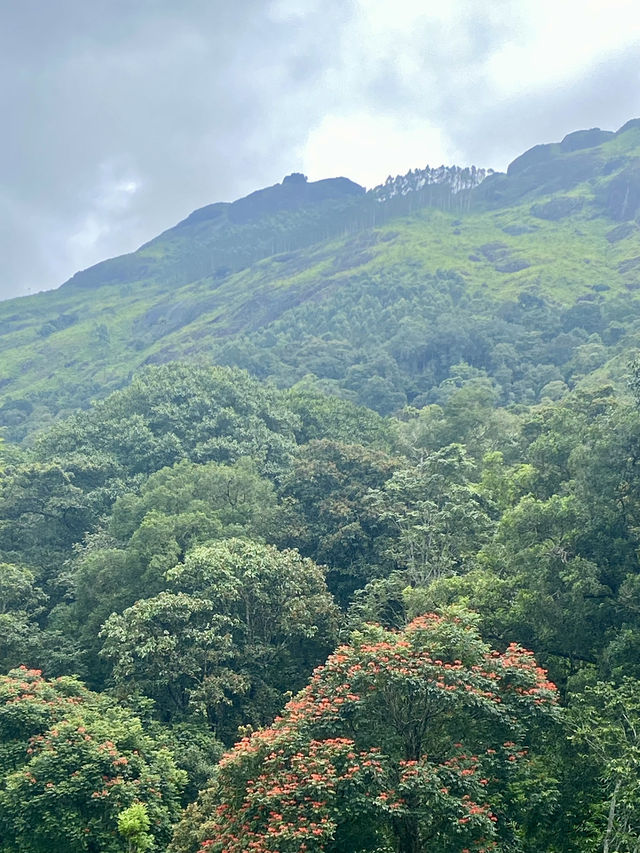 Munnar’s Misty Enchantment
