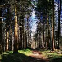 Exploring Mount Bürglen: A Journey through Zurich's Scenic Peaks