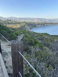 🌴 LA Layover: Coastal Escape from Santa Monica to Malibu 🌊