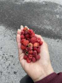Foraging Adventure in Finnish National Park 🇫🇮 🍓🍄🌲