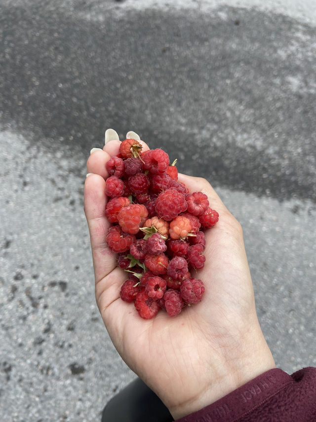 Foraging Adventure in Finnish National Park 🇫🇮 🍓🍄🌲