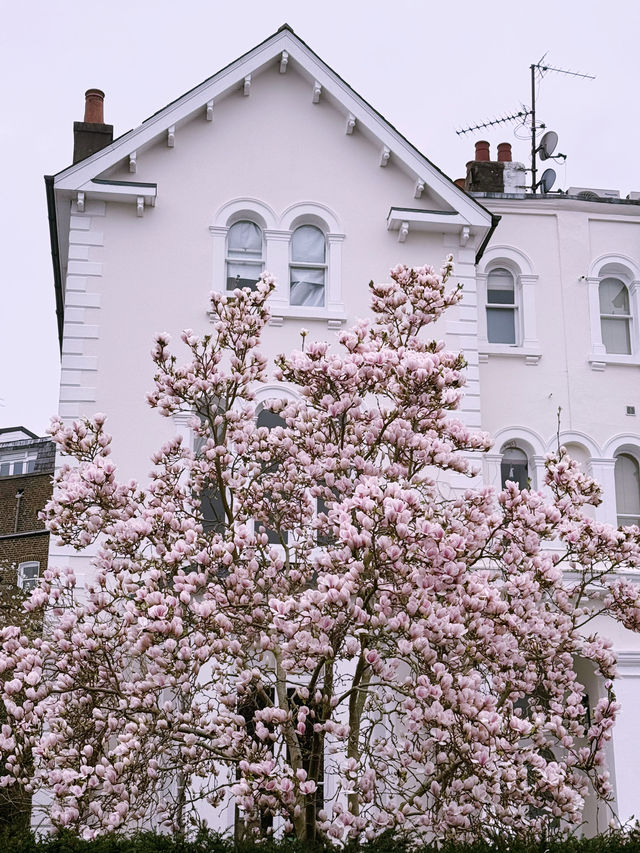 🌸 London’s Cherry Blossom Magic – Best Spring Viewing Spots!