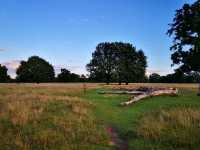Bushy Park: A Green Oasis in the Heart of London