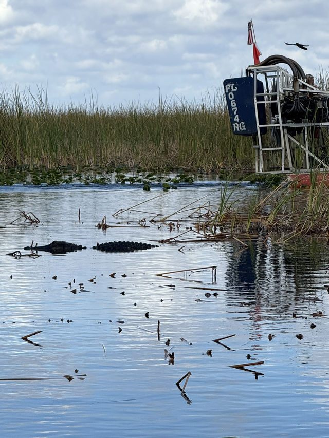 Our Miami Everglades Adventure! 🌿🐊