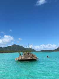 A Perfect Day in Paradise: Dolphins, Snorkelling & Crystal Rock in Mauritius