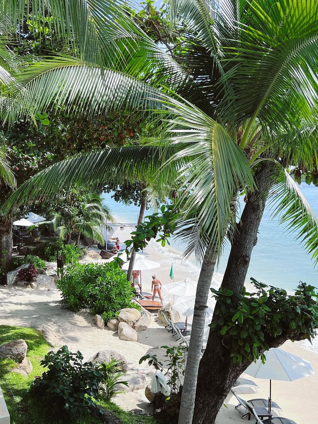 🌴 Koh Samui: Thailand’s Irresistible Tropical Poem 🐚🌺  