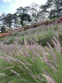 🏔️ Datanla New Alpine Coaster: When Mountains Whisper 'Slide Down' With Wind
