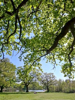 Southampton Common 🌳☀️