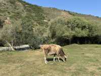 Wild Encounters: A Kyrgyzstan Summer Adventure