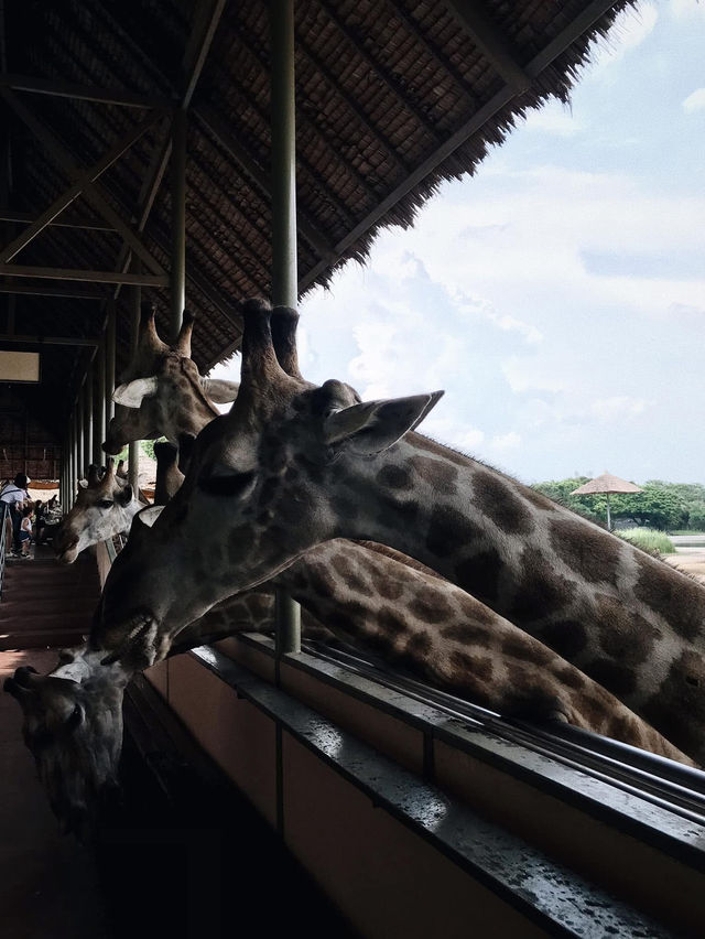 ยีราฟยื่นคอมาเซลฟี่! ซาฟารีเวิลด์มันส์เกินคาด!🦒